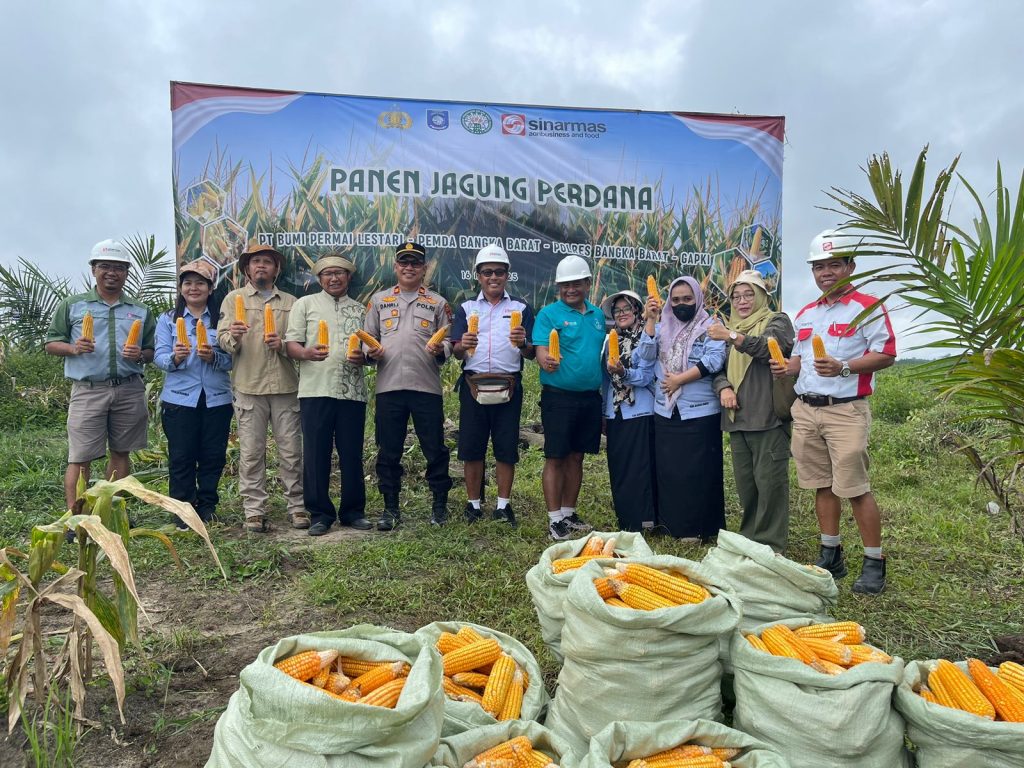 Kapolsek Kelapa Pimpin Panen Jagung Perdana, Dorong Ketahanan Pangan di Bangka Barat